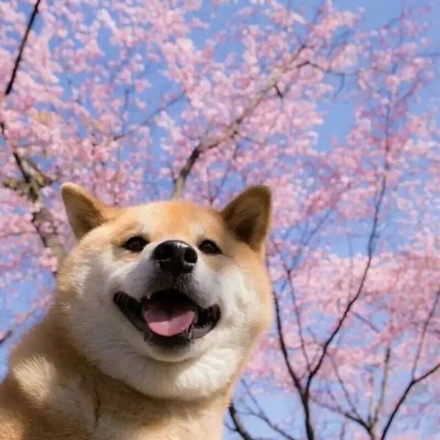676577 摆渡人qq676577