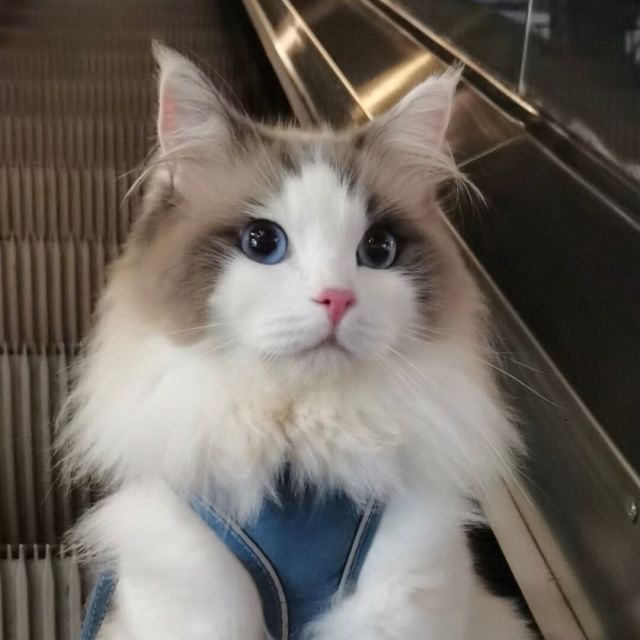 676903 红袖添汤