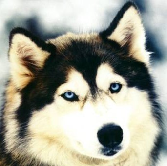 678182 Wolf .
