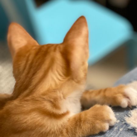 679893 猫小喵