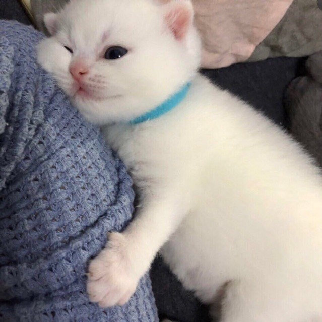 682806 Swineherd kitty