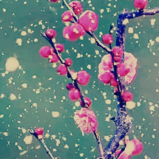 686714 萍儿－LILY