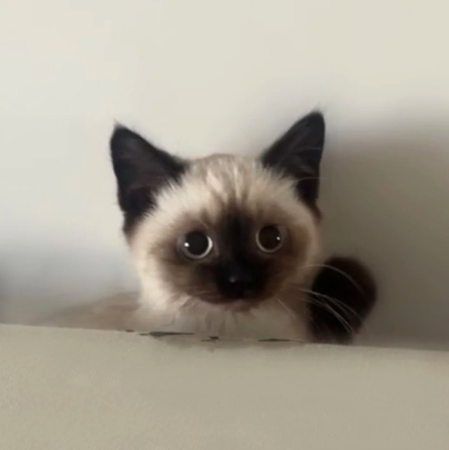 687887 萨摩耶