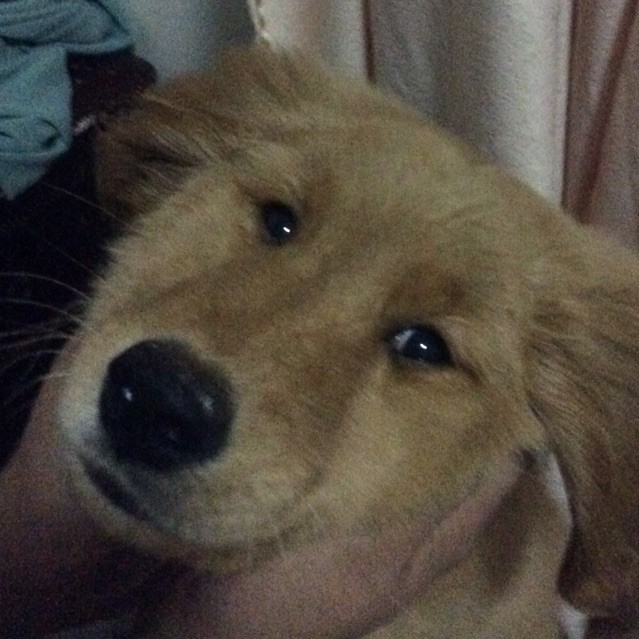 688271 李毛毛的董
