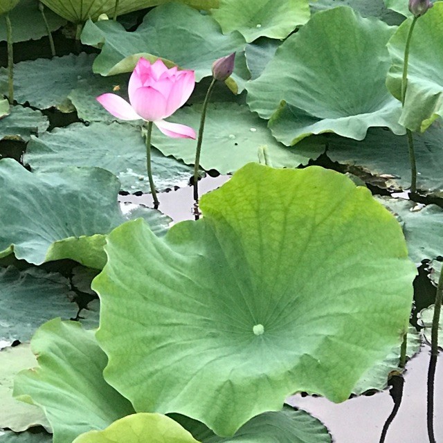 690644 莲花