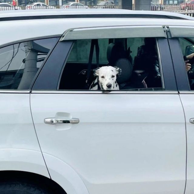 690936982 猫叔
