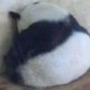 692389 天才小熊猫丶