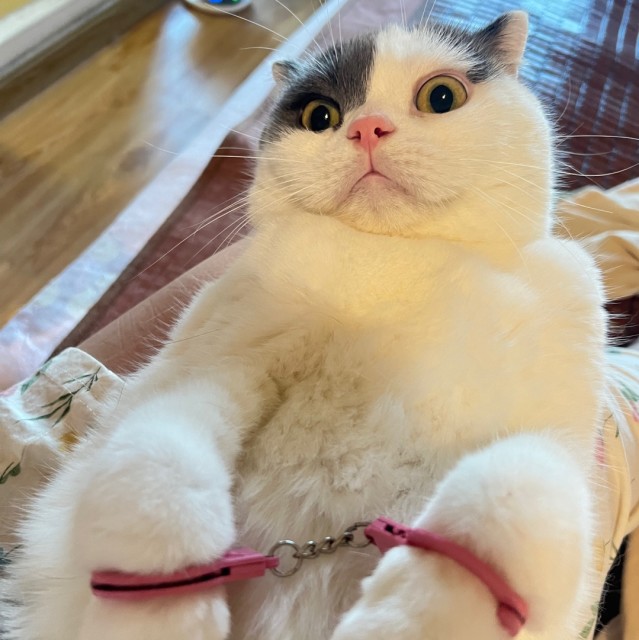 694120 红日