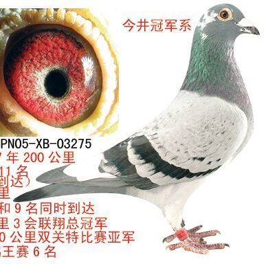 694488 钰森鸽业