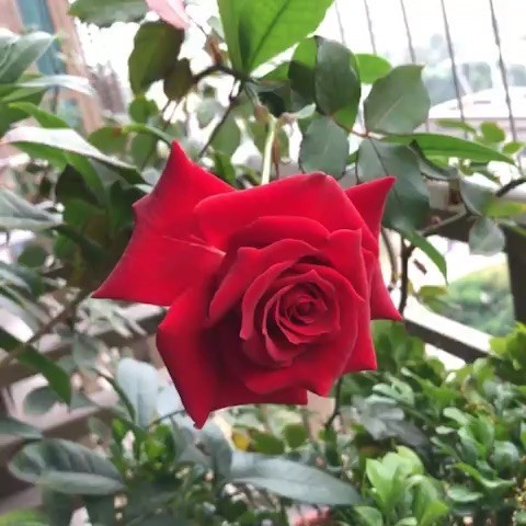 698302 是梦终醒