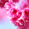 698772 caress