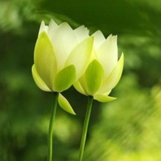 699262 过眼烟云