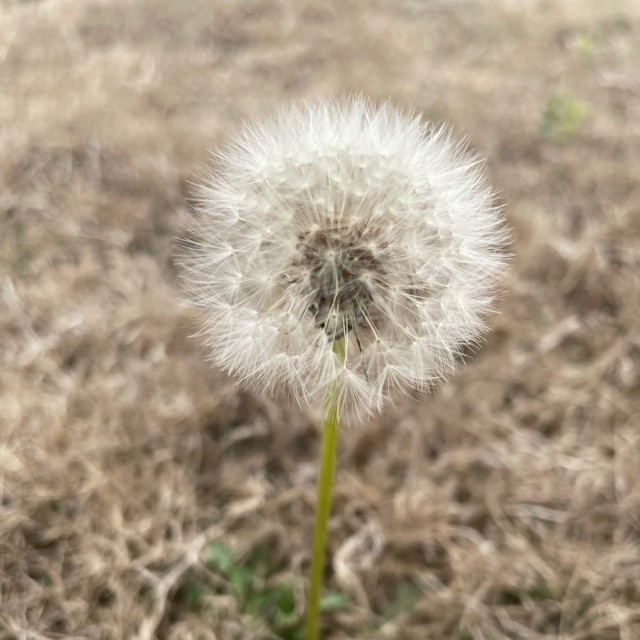 700568 繁星