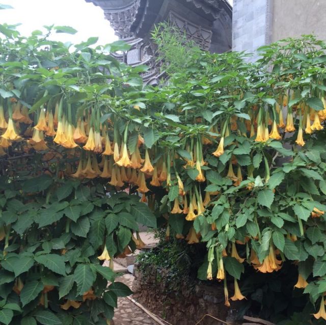 701824 禅心