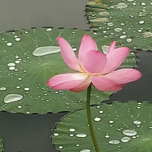703057 珍惜