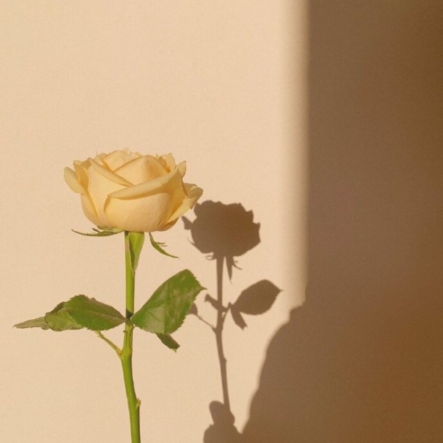 703094 芊芊宝贝