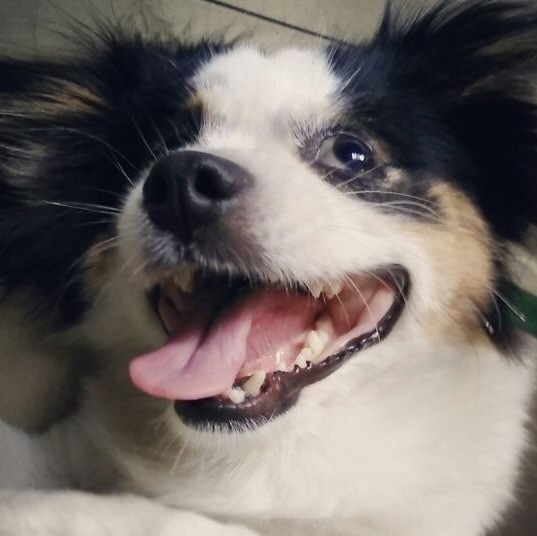 703242 狗熊