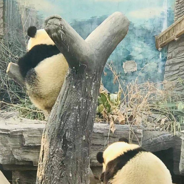 703405 胖胖的海