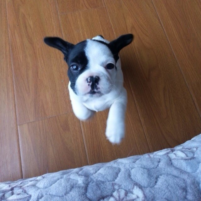 715479 带我回家爱犬屋