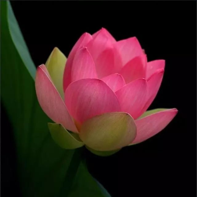 717165 出土的莲花-止语参禅