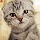 718172  自在猫