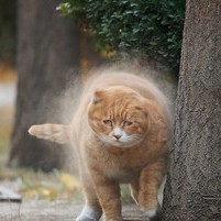 718525 花香蝶舞