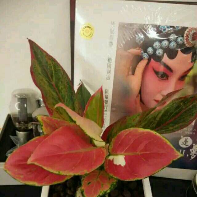 719670 清风