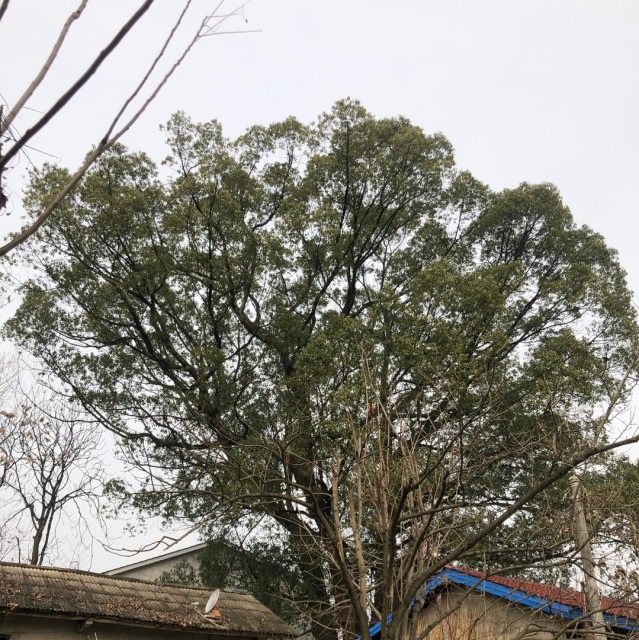 719689 平常心