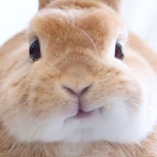 720344 ╰⋛⋋牵着一頭豬⋌⋚╯