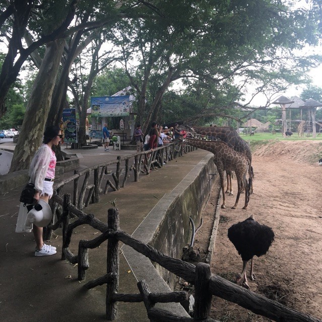 721718 の蘋果白蘭地