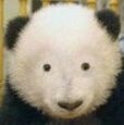 721828 一般不在线