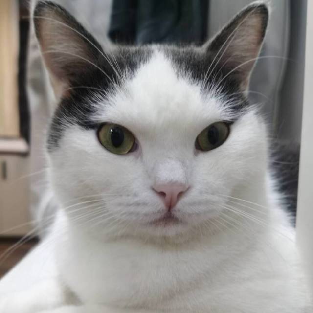 723269 晴天有时下猪