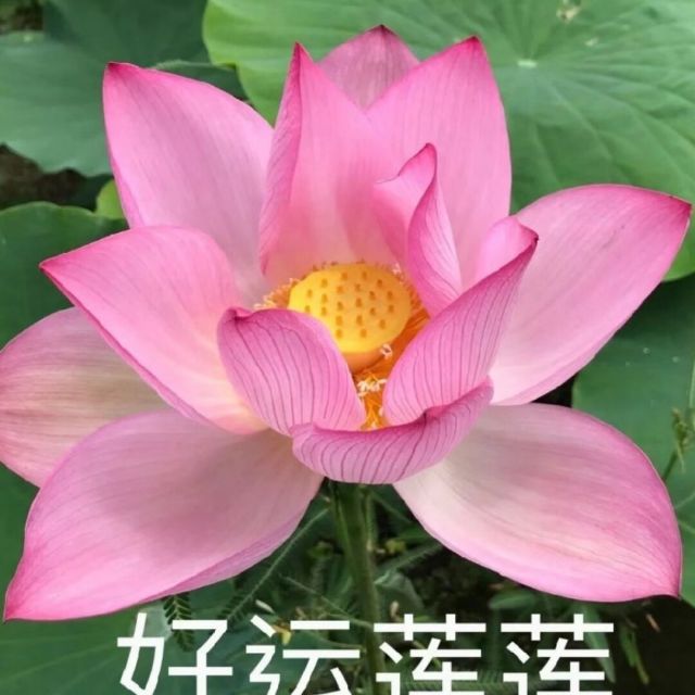 727601 怀念