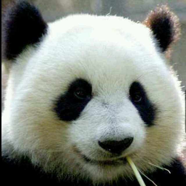 728283 Chinese苹果  