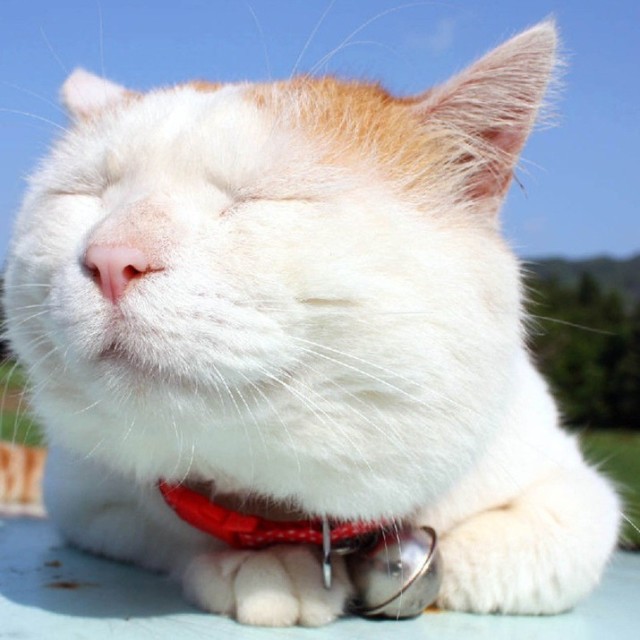 728483 猪宝宝（Julie）