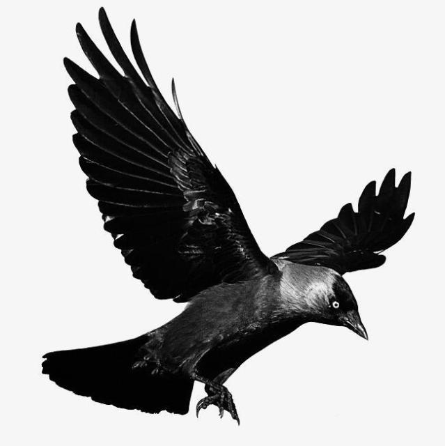 730143 ★Black Eagle★
