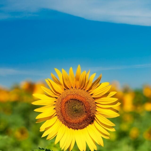 731287 -