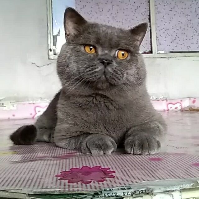 733344 狂涛