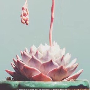 733618 ☂