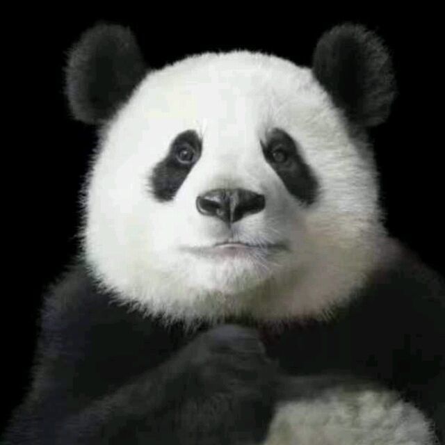 734428 大立丸