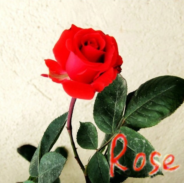 734664 &Rose。