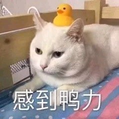 735382 呵呵
