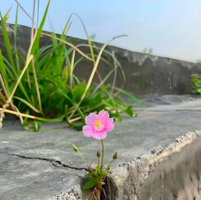 735972 ❤ -西子.*