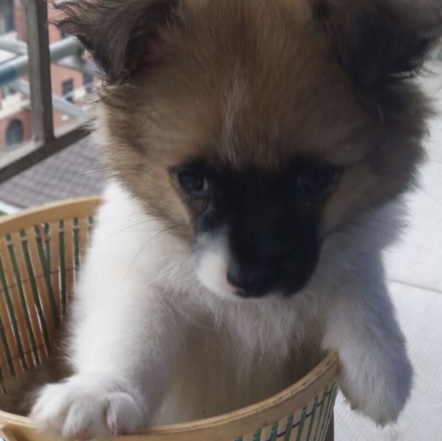 73638 土狗土狗小土狗