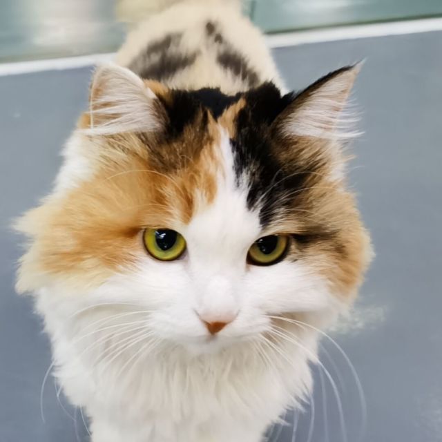 736892 大猫