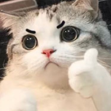 737967  月夜猫