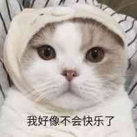 740293 小西瓜