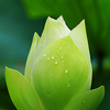 741577 清悠