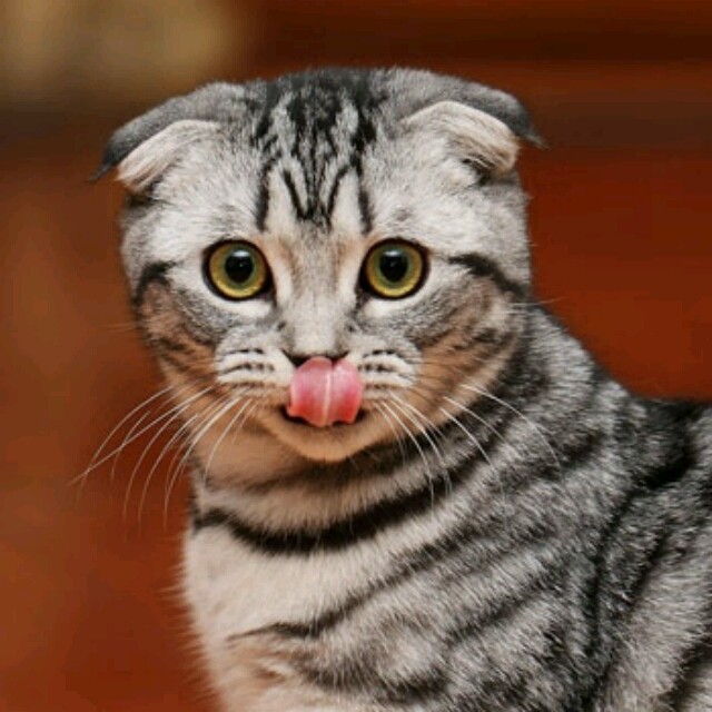741867 【老猫】