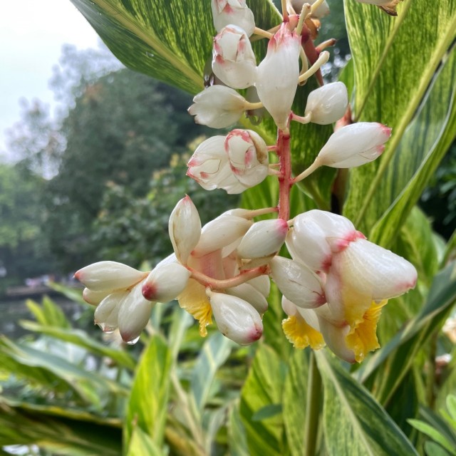742503 精灵鼠小弟